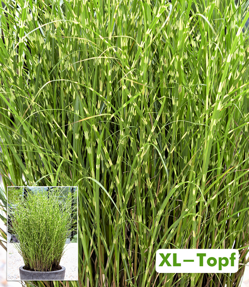 Zebragras Miscanthus Strictus Dwarf im 14 cm XL-Topf