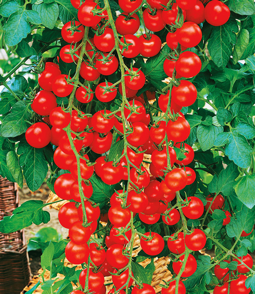 Viele rote Früchte hängen reif zum Ernten an der Veredelte Kirschtomate „Rubylicious“ F1.