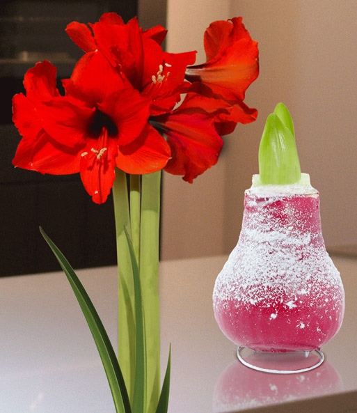 XL Wachs-Amaryllis 'Touch of Snow' Rot