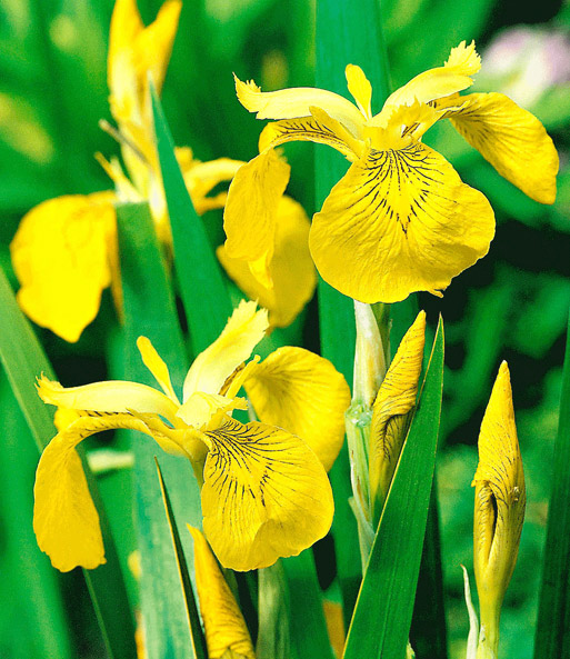 Gelbe Schwertlilie (Iris pseudacorus)