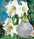 XL Weiße Wachs-Amaryllis 'Touch of Glamour' Kristall-Grau