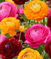 Ranunkel-Mix 'Oriental Beauty'