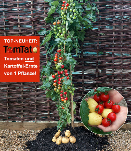 TomTato® & COMPO® SANA® Tomaten- und Gemüseerde