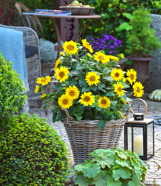 Die winterharte Sonnenblume „SunCatcher“ ist in einem geflochtenen Korb gepflanzt und steht auf einer sonnigen Terrasse. Viele der leuchtend gelben Blüten sind geöffnet.