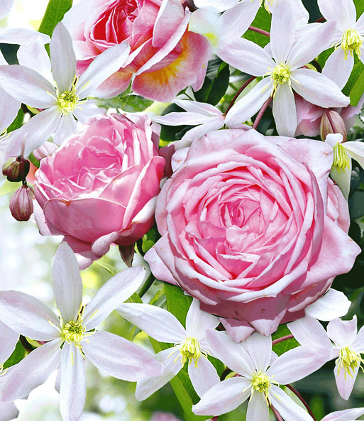 Set Clematis 'Armandii' & Rose 'Nahéma®'