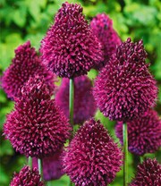 Allium 'Roter Zuckerhut'