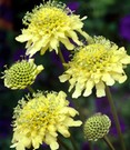Winterharte gelbe Scabiose