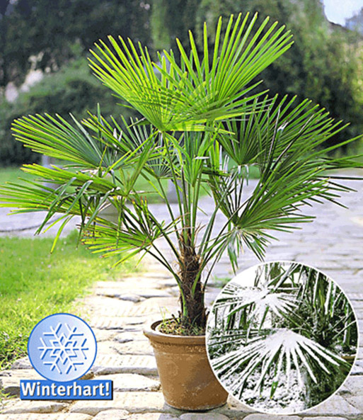Winterharte Kübel-Palme 2er-Set
