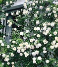 Rambler-Rose 'Alberic Barbier'