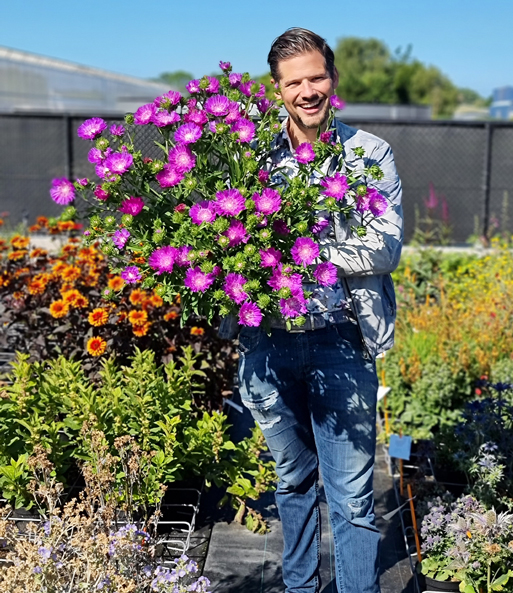Stokesia 'Amethyst®'