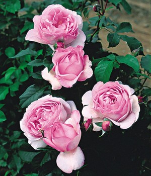 Rose der Liebe 'Souvenir de Louis Amade®'