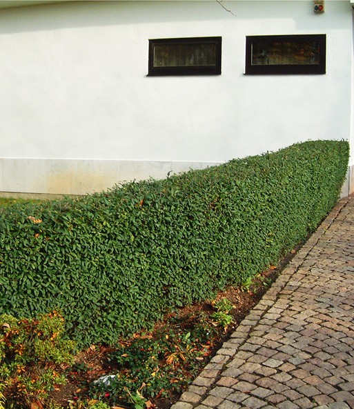 Mein Schoner Garten Hecken Set Sch Schnellwachsende Hecke Bei