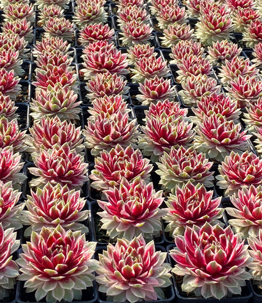 Sempervivum 'Lotus Blossom®'