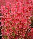 Berberitze 'Orange Sunrise'