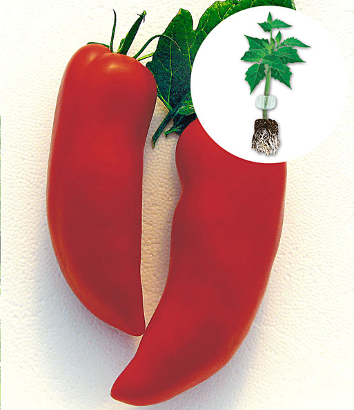 Veredelte Tomate 'Cornabel' F1