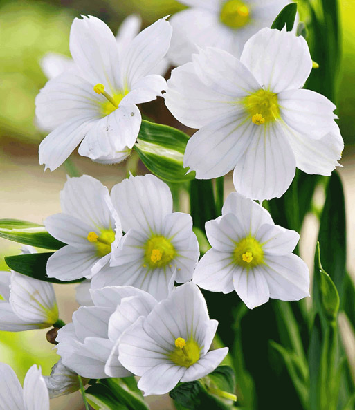 Sisyrinchium 'Iceberg'