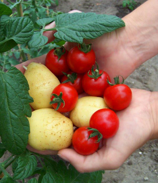 TomTato® & COMPO® SANA® Tomaten- und Gemüseerde