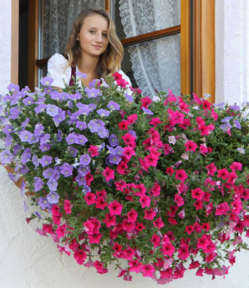 Hänge-Petunie 'AlpeTunia® Light-Blue'