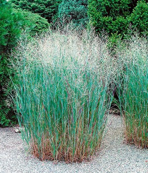 Ziergras 'Heavy Metal'