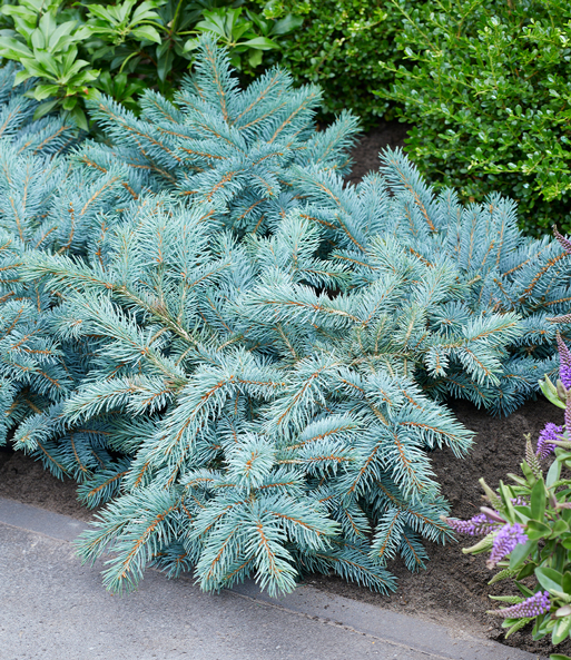 Blaufichte 'Karpaten'