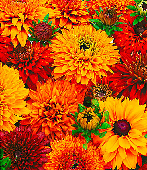 Rudbeckia 'Moroccan Sun'