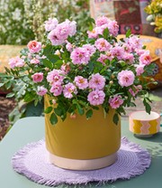 Rose 'Amirose®'