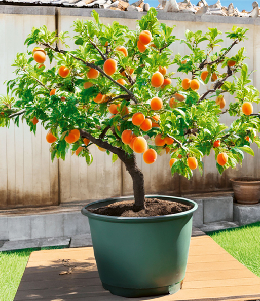 Der Mini-Aprikosenbaum 'Orange Beauty' steht in einem 5-Liter XXL-Topf im Garten und Trägt bereits einige Früchte.