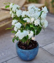 Duftender Gartenjasmin 'Pearls of Perfume®'