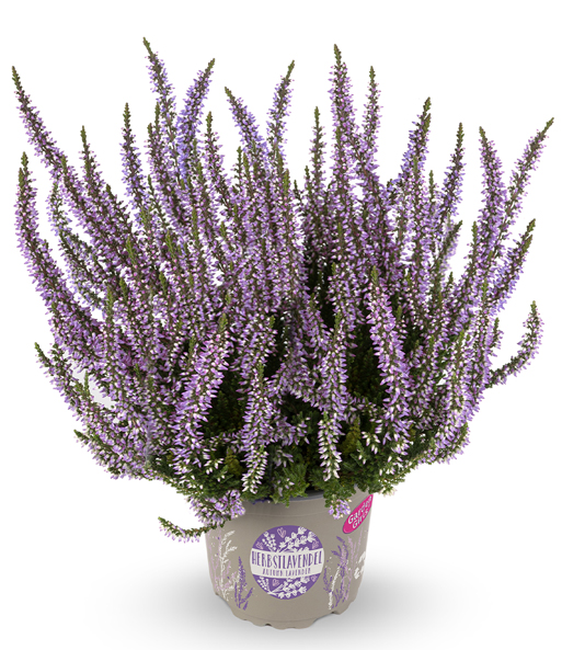 Calluna Knospenheide 'Herbstlavendel®', 13 cm-Topf