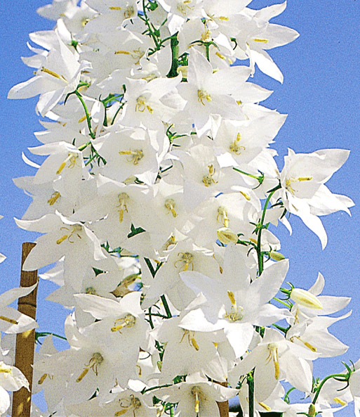 Winterharte Solidora® 'Weiße Carmen®'