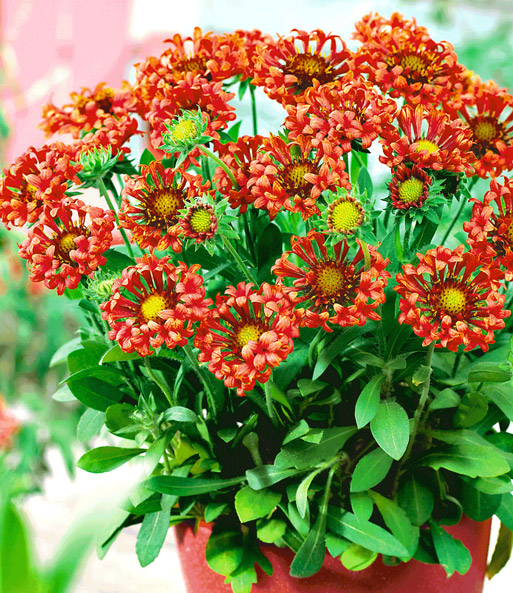 Gaillardia Fanfare Blaze Easyplant Jungpflanzen bei BALDUR Garten