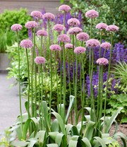 Allium 'New York'
