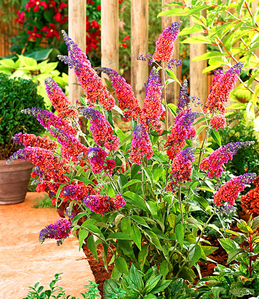Der Strauch der Buddleia 'Flower Power' Wurde im Garten neben einer Terrasse gepflanzt. Ihre kegelförmigen Blüten strahlen mit Ihrem Farbverlauf.