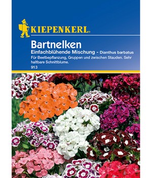 Bartnelken 'Einfach Blühende Mischung'