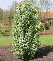Felsenbirne Amelanchier 'Obelisk®', im 3-Liter XL-Topf