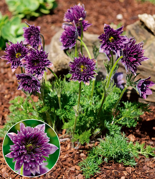 Küchenschelle 'Fairy Dreams'