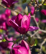 Magnolie 'Genie®'
