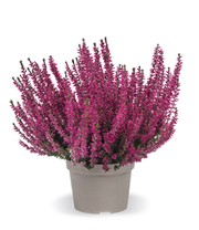 3er-Set Calluna Knospenheide 'Trio-Girls®', je im 12 cm-Topf