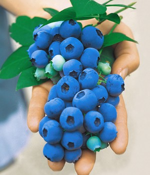 Heidelbeere 'Nui®'