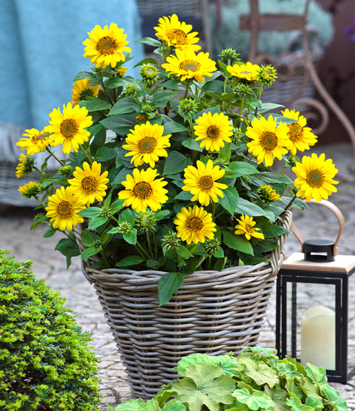 Die winterharte Sonnenblume „SunCatcher“ ist in einem geflochtenen Korb gepflanzt und steht auf einer sonnigen Terrasse. Viele der leuchtend gelben Blüten sind geöffnet.
