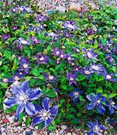 Bodendecker-Clematis 'Arabella'