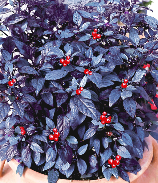 'Pfeffer'-Pflanze 'Black Pearl'