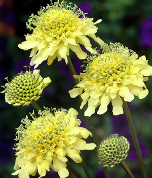 Winterharte gelbe Scabiose