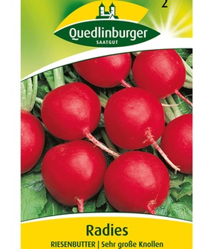 Radies 'Riesenbutter'