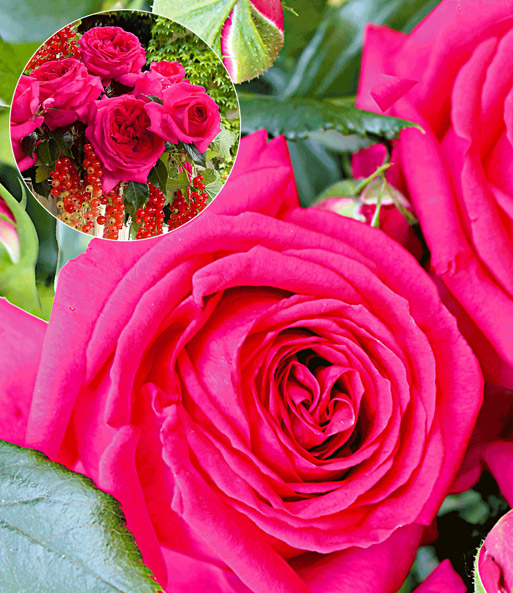 Parfum-Rose 'Regis Marcon®'