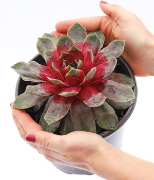 Sempervivum Giants 'Steel Appeal®'