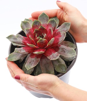 Sempervivum Giants 'Steel Appeal'