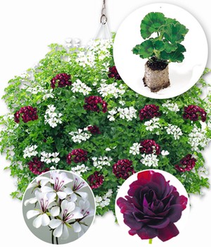 Hänge-Geranien-Mix 'Royal Night® & White Glacier®'