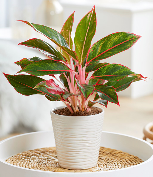 Aglaonema 'Jungle Red®'