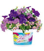 Sommerblumen-Mix 'Passion Combos Walk of Fame'